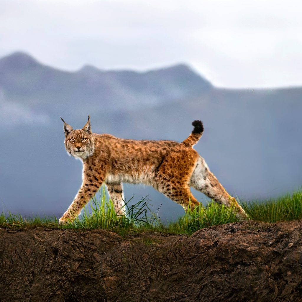 Lynx Pfp by Xavier Ortega