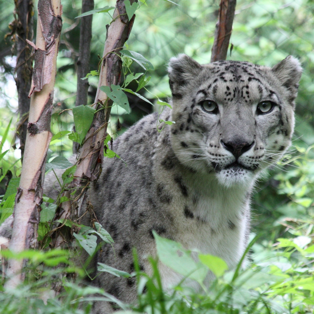 Snow Leopard Pfp