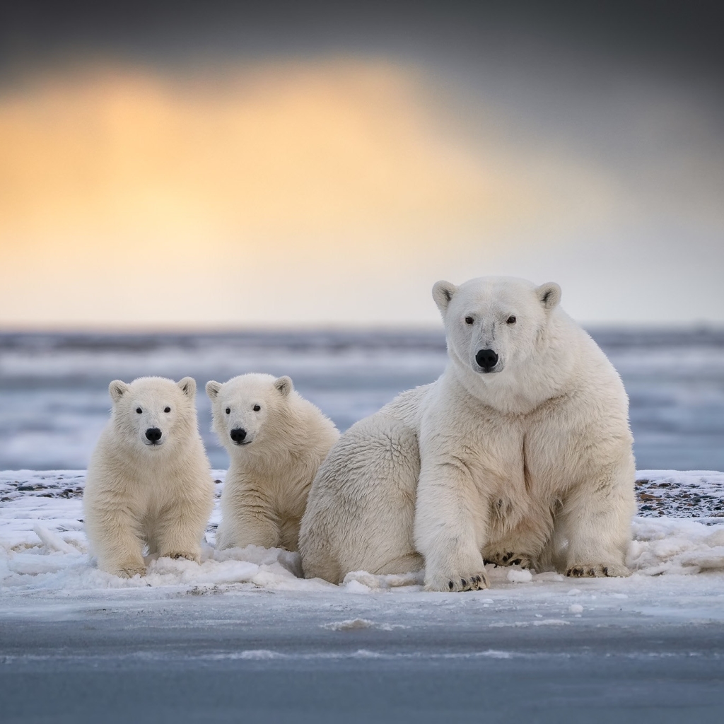 Download Baby Animal Cub Polar Bear Animal PFP