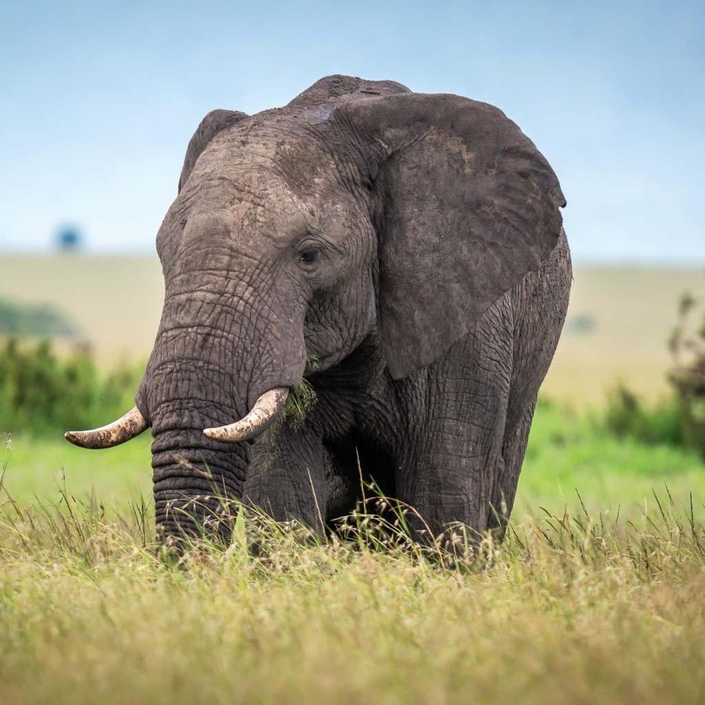 African bush elephant Pfp