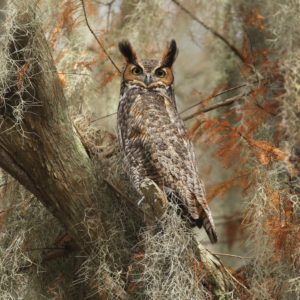 Great horned owl Pfp