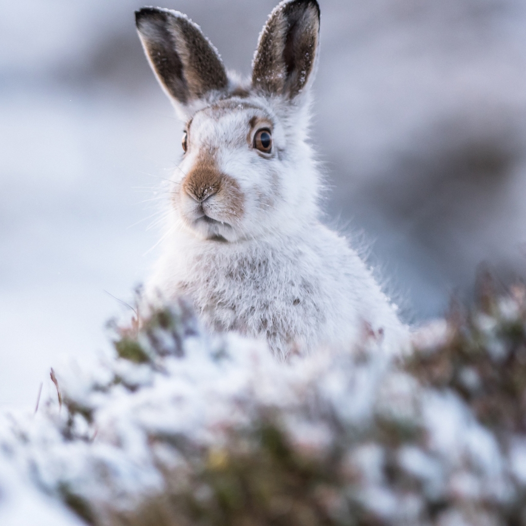 Mountain Hare by Lorraine Culloch