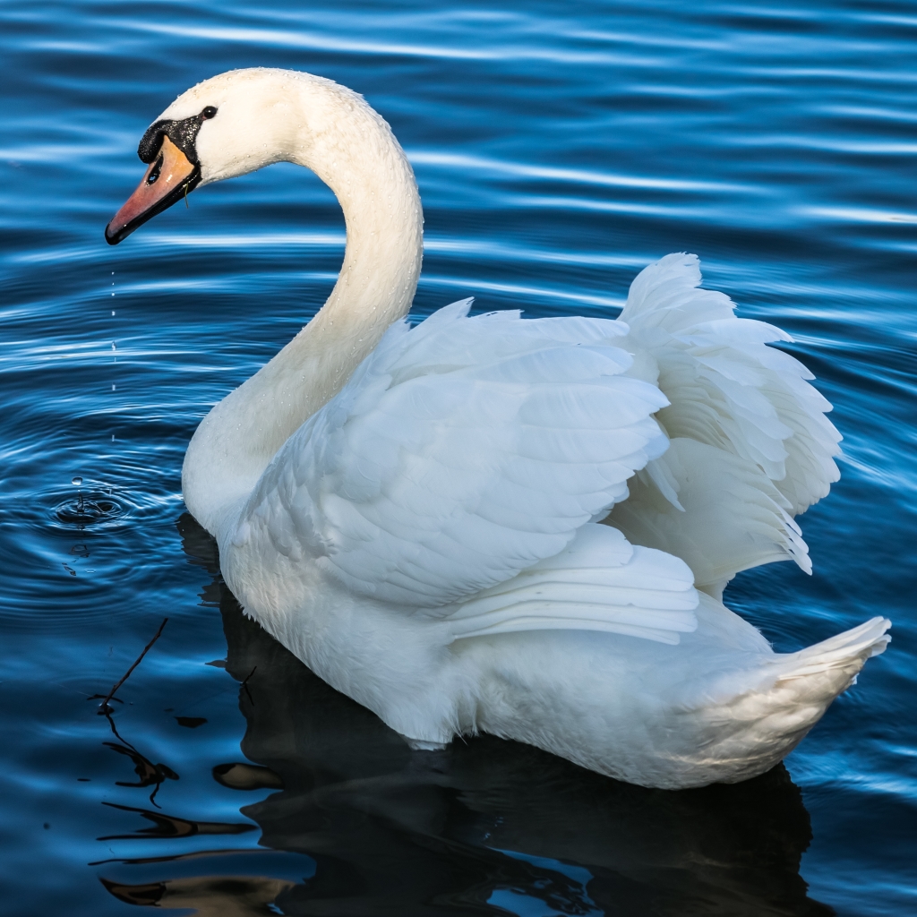 Mute swan Pfp