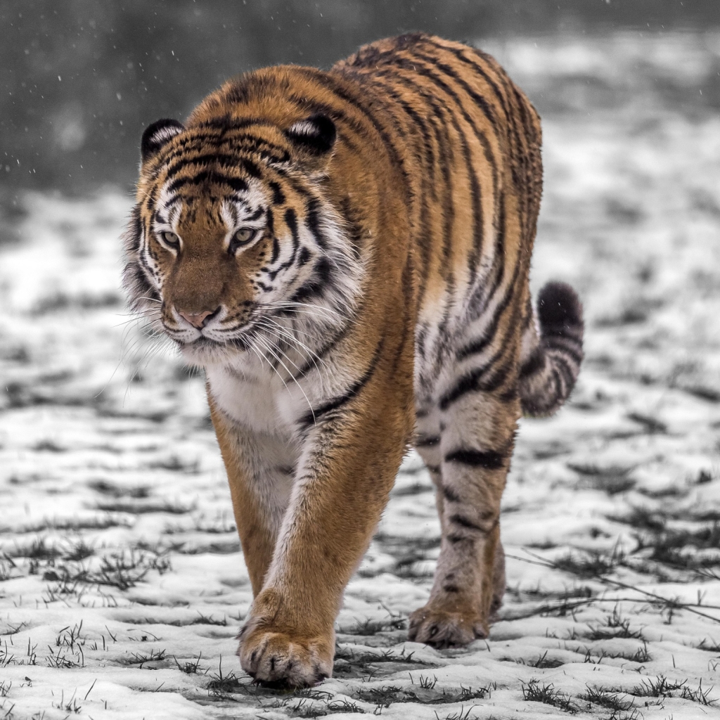 Download Tiger Animal Pfp