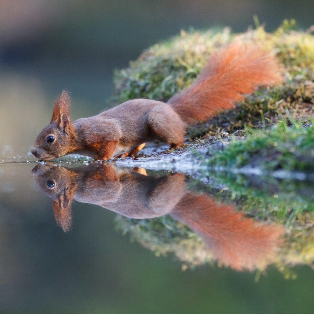 Download Reflection Water Rodent Squirrel Animal PFP