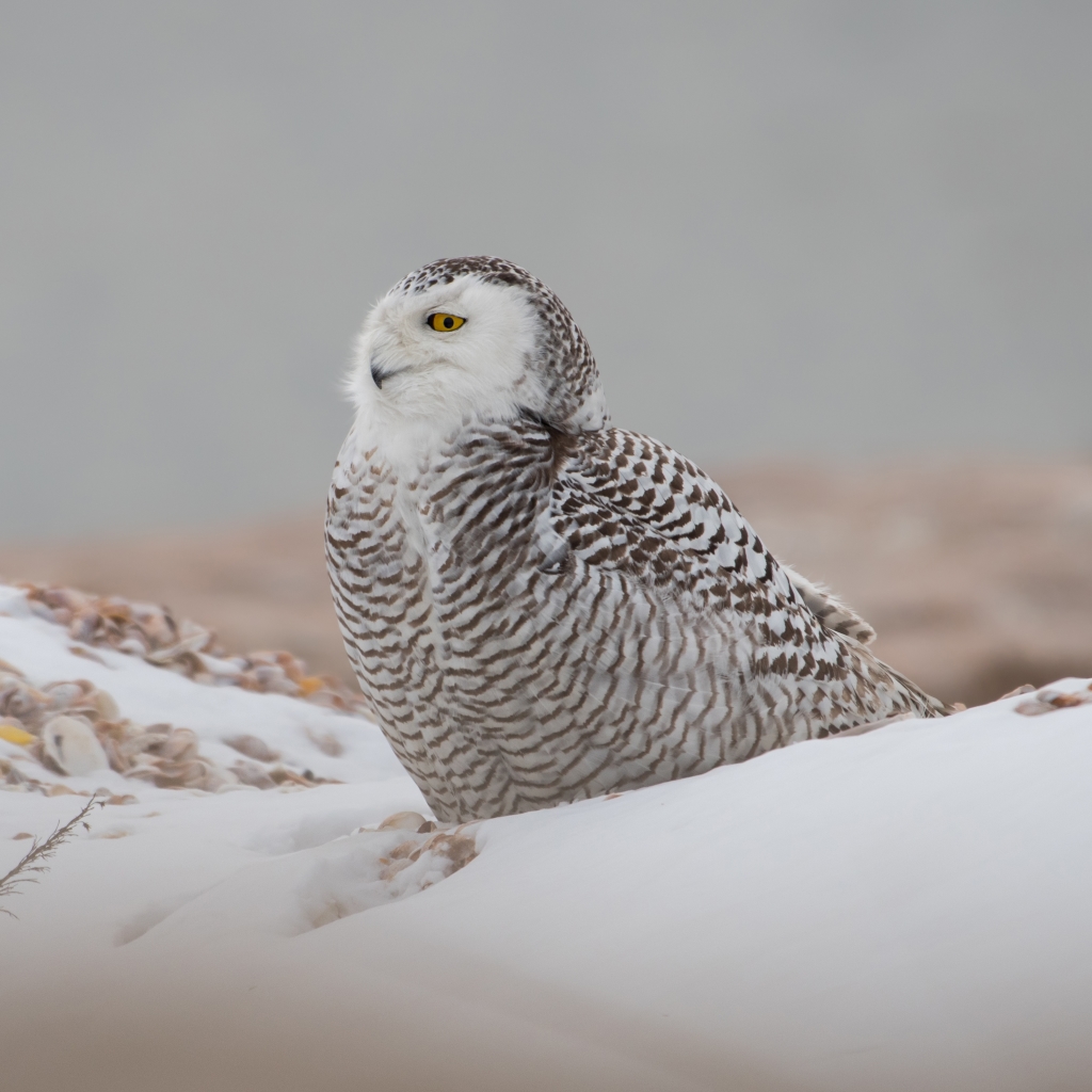 Snowy Owl Pfp