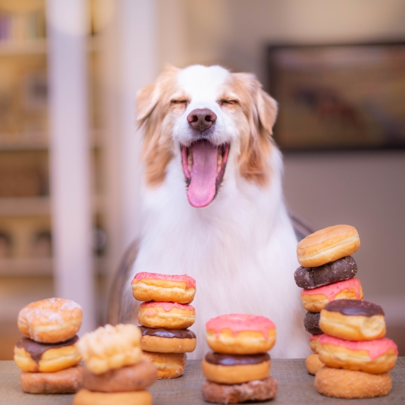 Happy dog with a bunch of donuts