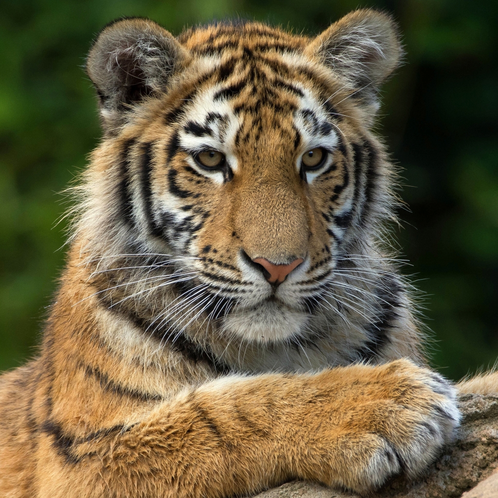 Download Tiger Animal PFP