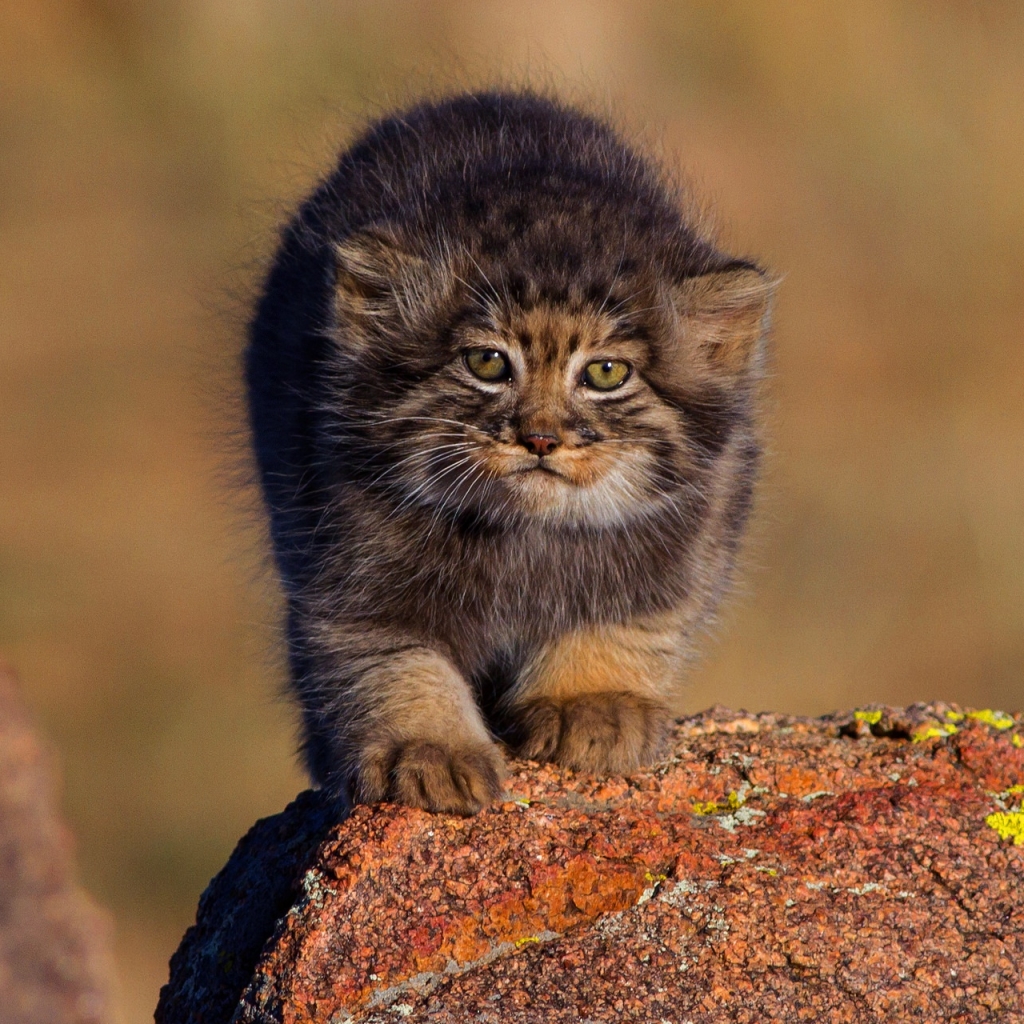 Pallas's cat cub about 2 months old in Mongolia by Otgonbayar Baatargal
