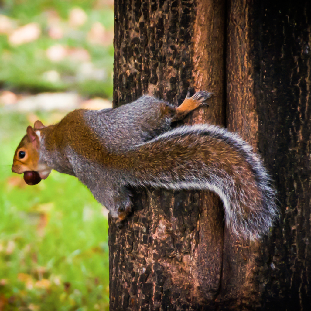 Hyde Park Squirrel 4