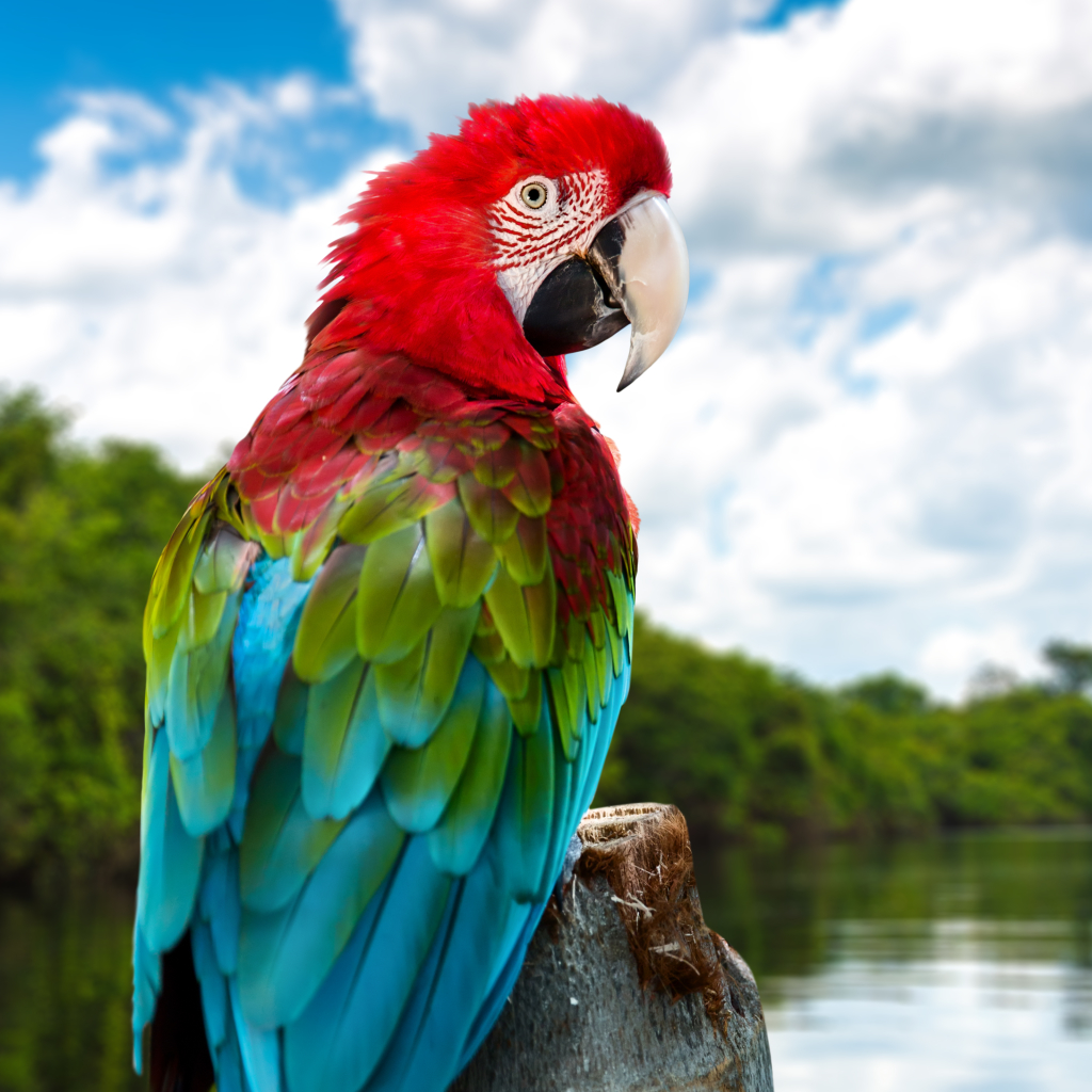 Red-and-green Macaw Pfp