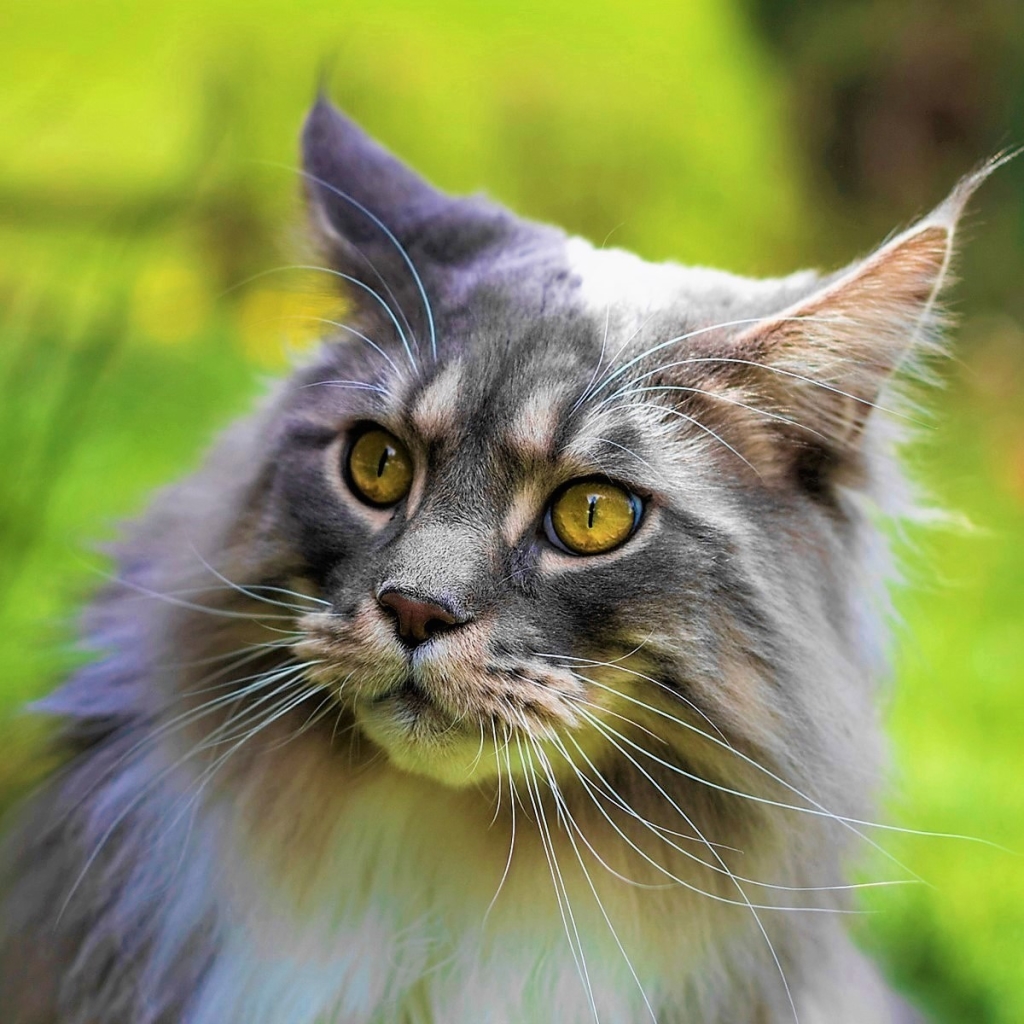 Long-Haired Cat