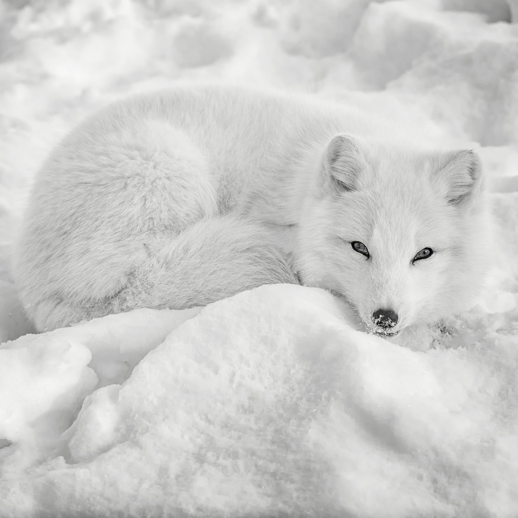 Download Fox Snow Winter Animal Arctic Fox PFP