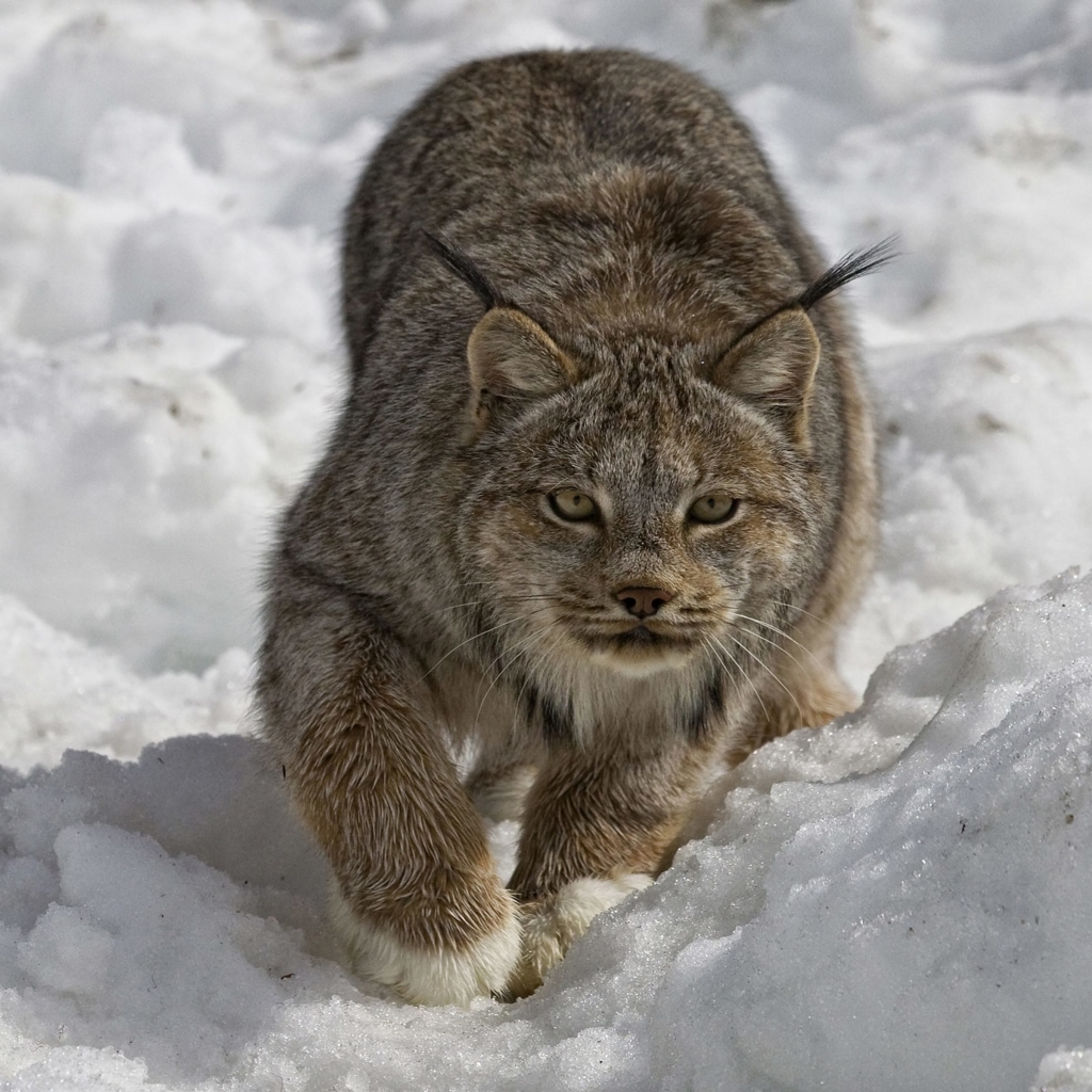 Lynx in the Snow