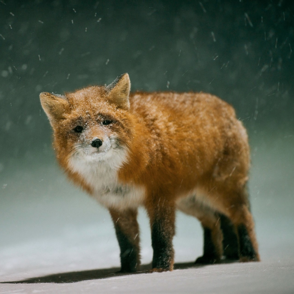 Red Fox Not Liking the Snow