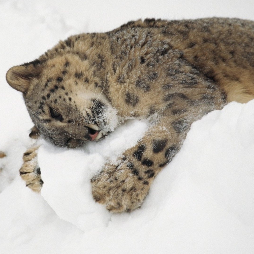 Snow Leopard PFP