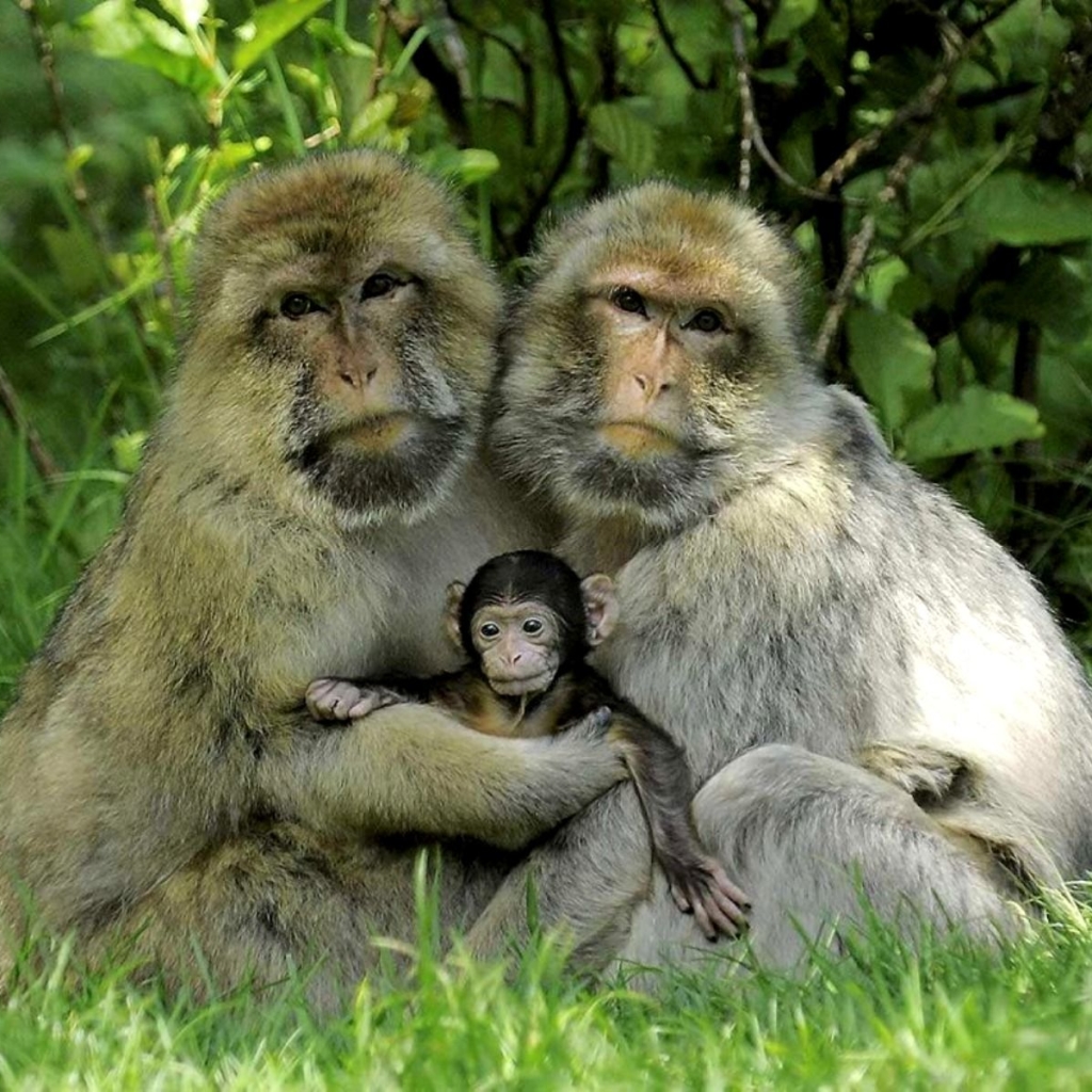 Japanese macaque, also known as the snow monkey, and a baby