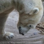 Download Animal Polar Bear PFP