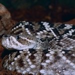 Download Animal Eastern Diamondback Rattlesnake PFP