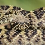 Download Animal Eastern Diamondback Rattlesnake PFP