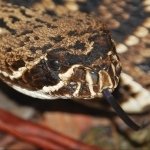 Download Animal Eastern Diamondback Rattlesnake PFP