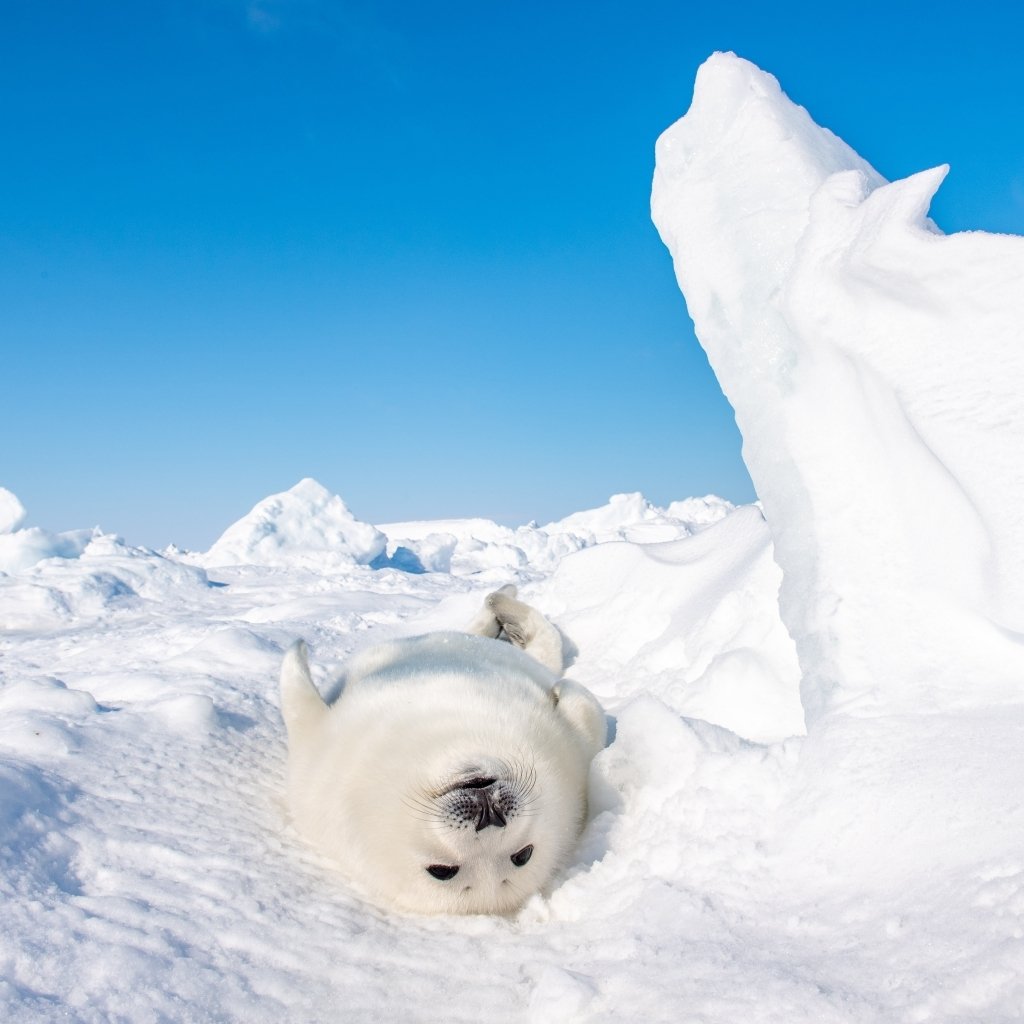 Download Snow Seal Animal PFP