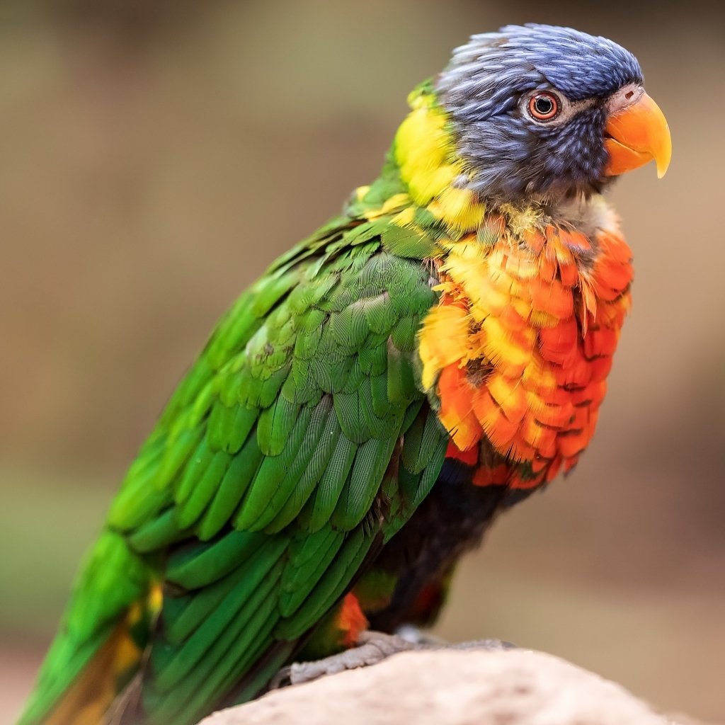 Download Rainbow Lorikeet Parrot Bird Animal PFP