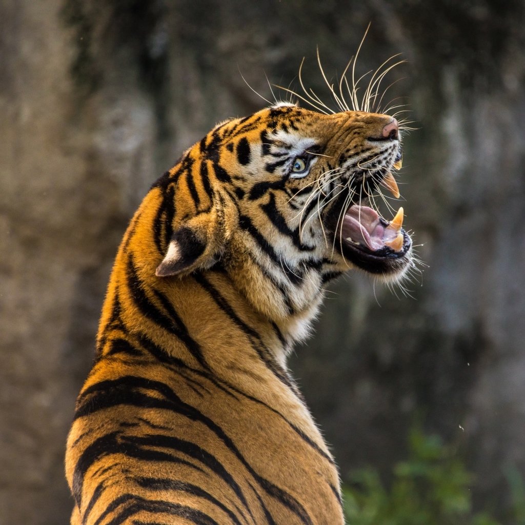 Download Tiger Animal PFP