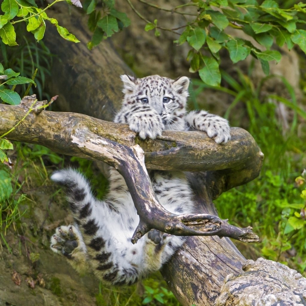 Download Baby Animal Cub Snow Leopard Branch Animal PFP