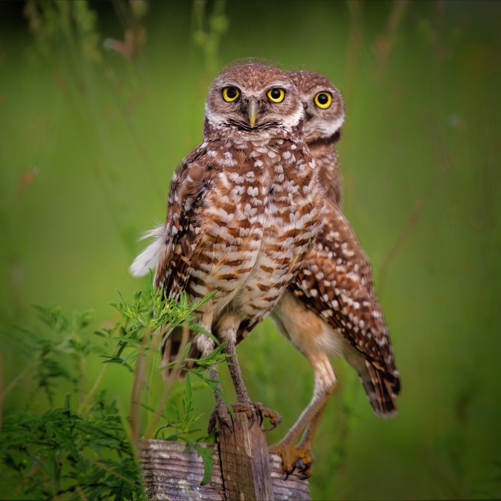 Download Bird Owl Animal PFP by Kathy Macpherson Baca