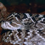 Animal eastern diamondback rattlesnake PFP
