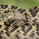 Animal eastern diamondback rattlesnake PFP