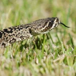 Animal eastern diamondback rattlesnake PFP