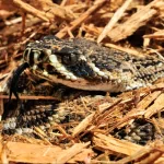 Animal eastern diamondback rattlesnake PFP