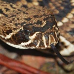 Animal eastern diamondback rattlesnake PFP