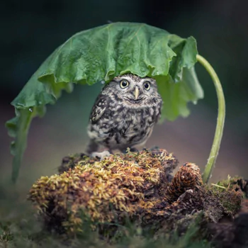 bird owl Animal PFP