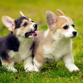  Corgi Puppies on the Grass