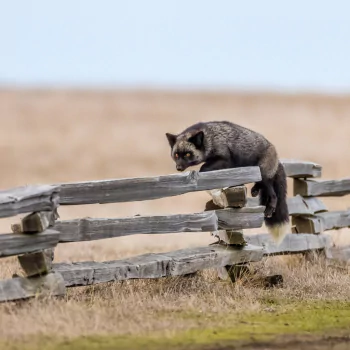 depth of field fence fox Animal PFP
