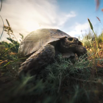 turtle Animal tortoise PFP