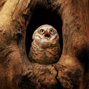 bird owl Animal PFP