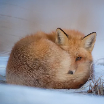 snow fox Animal PFP