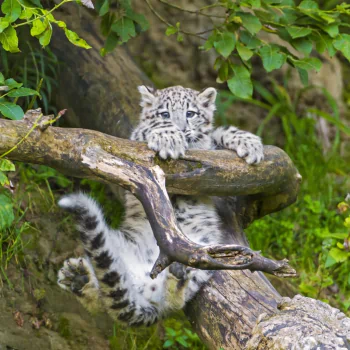 baby animal cub snow leopard branch Animal PFP