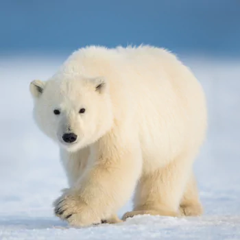 cub baby animal polar bear Animal PFP
