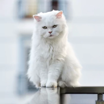 depth of field cat Animal PFP
