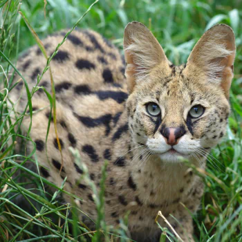 Serval PFP