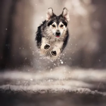 Dashing Through The Snow