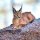 caracal