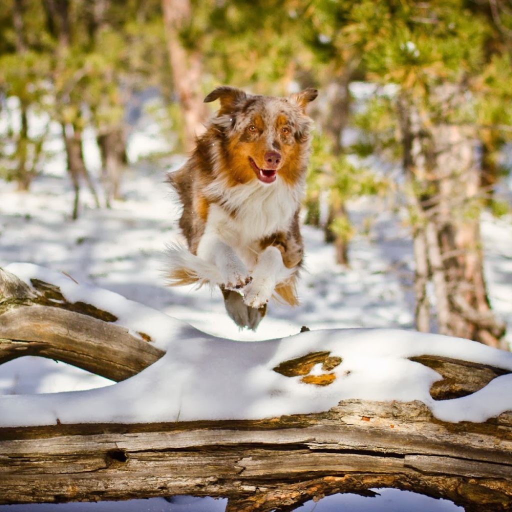 Dog Running in Winter Forest