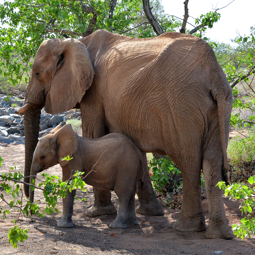 Mother and Baby Elephants