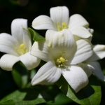 A Flowering Jasmine